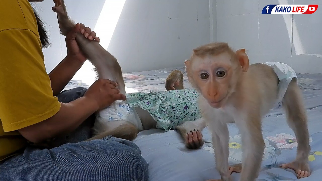 Baby Luka Disturb Mommy Luna Grooming With Take A Nap