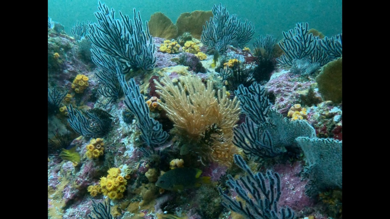 Scuba diving in Puerto Vallarta at El Morro Mar 5 2026
