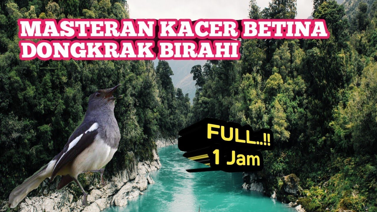 suara burung kacer betina untuk merangsang birahi kacer jantan
