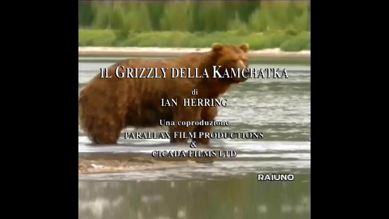 Il grizzly della Kamchatka  