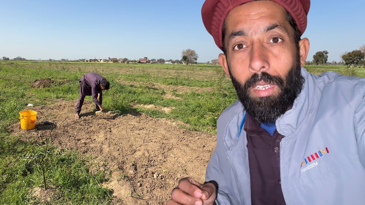 Best Solution For Lemon Garden | Azmat