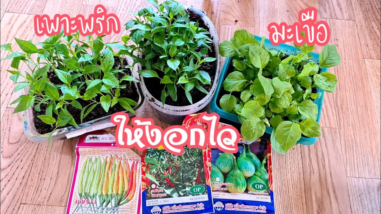 วิธีเพาะพริกมะเขือให้งอกไวในเมืองหนาว /ต้นแข็งแรงงอกไว/ปลูกพริกเมืองหนาว