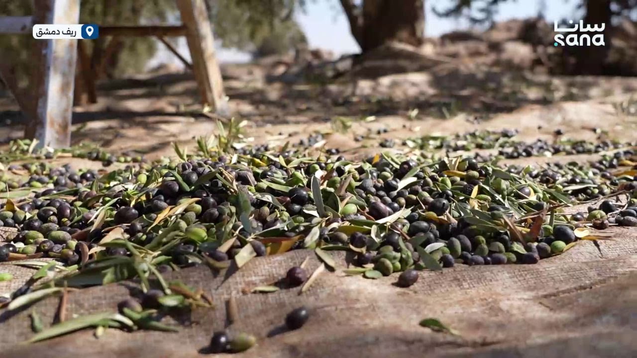 من الحقول إلى المعاصر رحلة محصول الزيتون في ريف دمشق