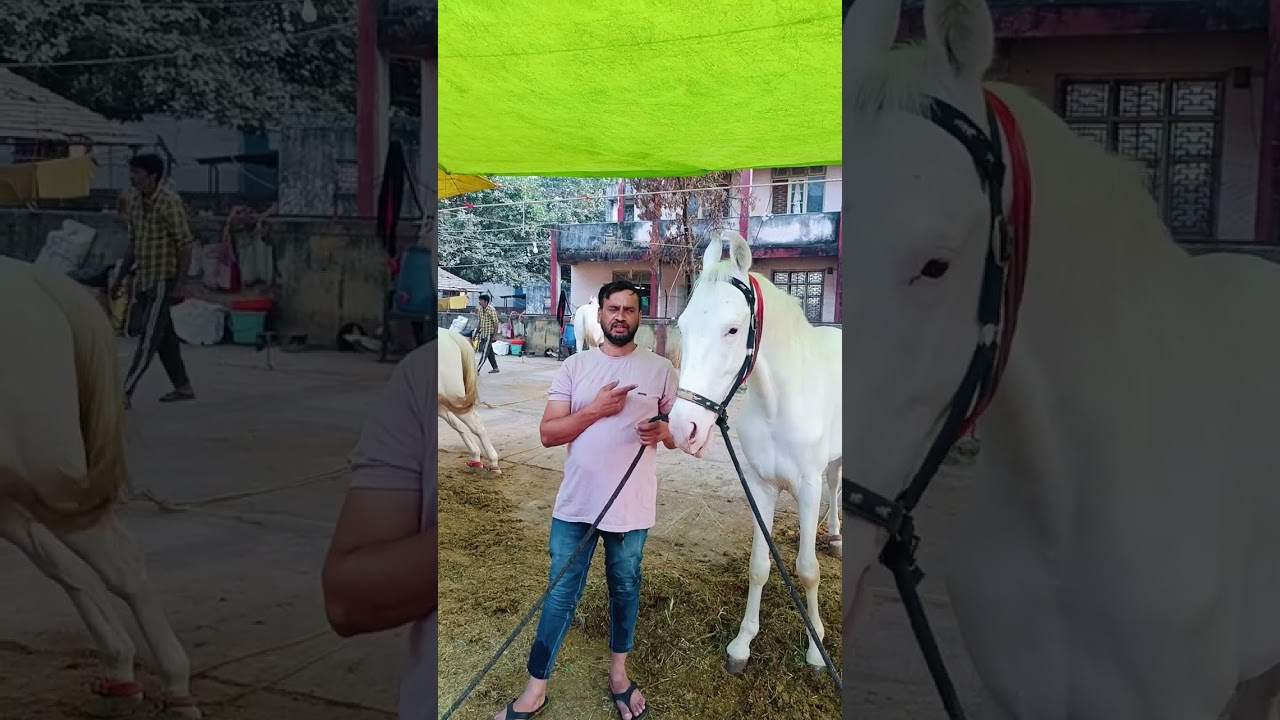 नुकरे घोडे शिरपूर मेला 2026 मोहीम भाई कि दावण मे   ( @NUKRA HORSE 1023 )