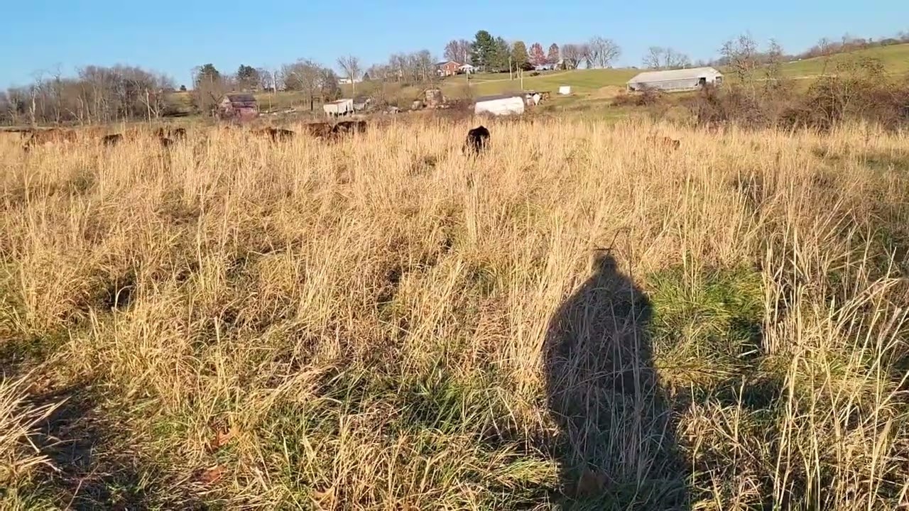 Stockpiling Switchgrass??