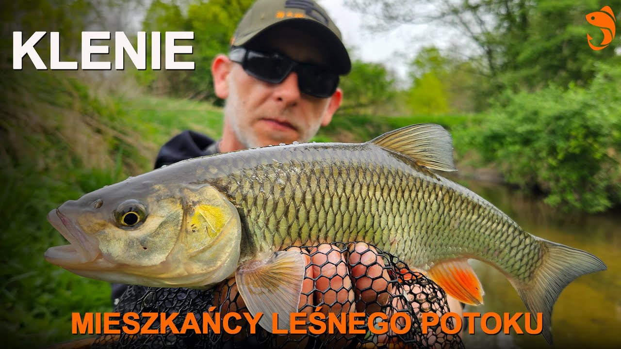 Wiosenne, Duże Klenie Na Smużaki 🎣 Jak Je Łowić?
