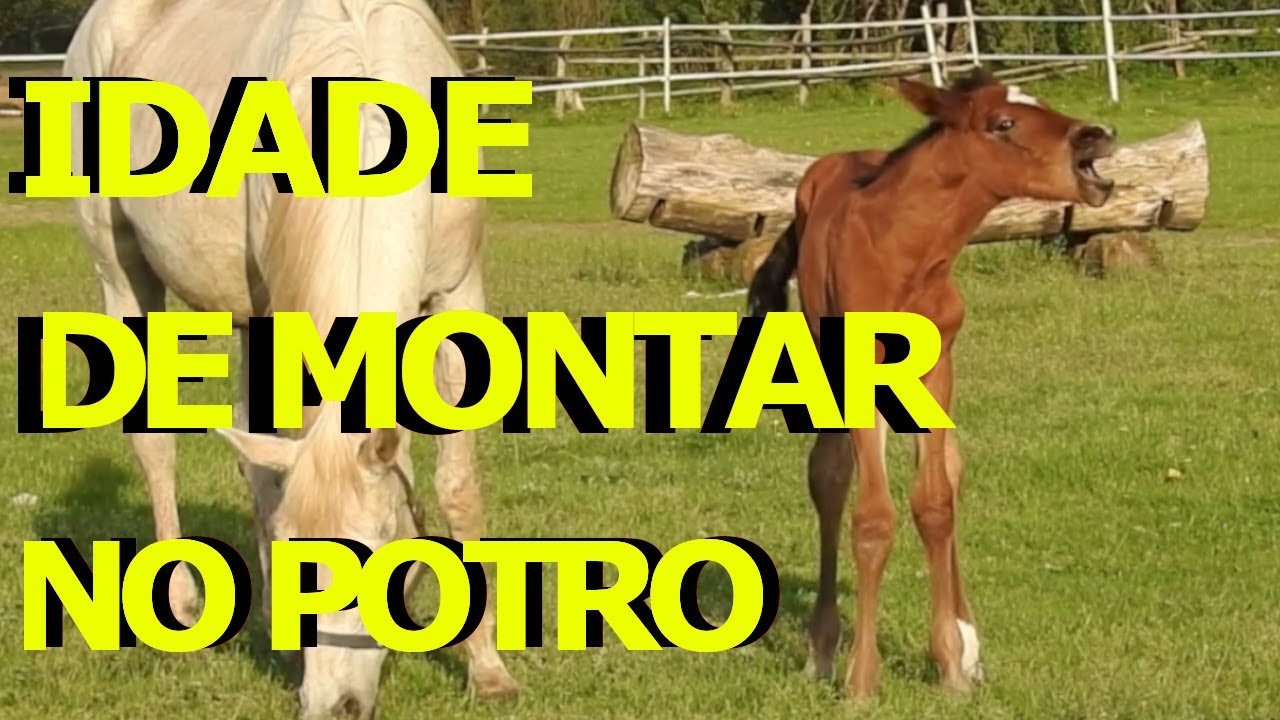Qual a idade ideal para montar um potro