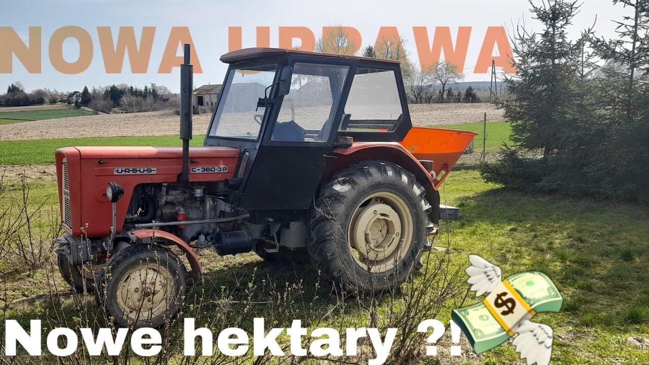 Rozsiewanie nawozu w porzeczkach  czerwonych