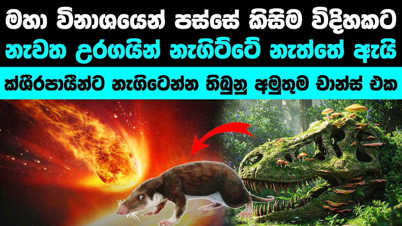 ආයෙත් ඩයිනෝසරයින්ට නැගිටෙන්න බැරිවුනු හේතුව | Why there was no Reptile era back