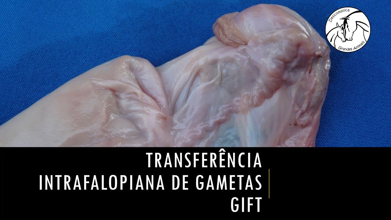 Transferência intrafalopiana de gametas - GIFT - em Medicina Veterinária