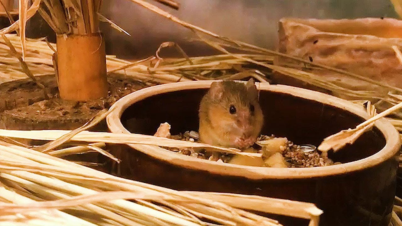 器用でパワフル！ 日本一ちっちゃいネズミ　カヤネズミ
