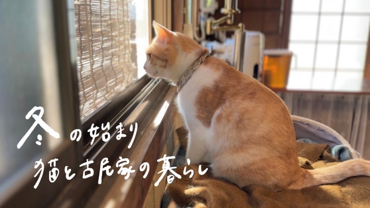 #15 冬の始まり 猫と古民家の暮らし -Peaceful Days with My Cats in the Old House  【古民家、畑、レモン、肉じゃが、日本食、料理】 #ねこのいる生活