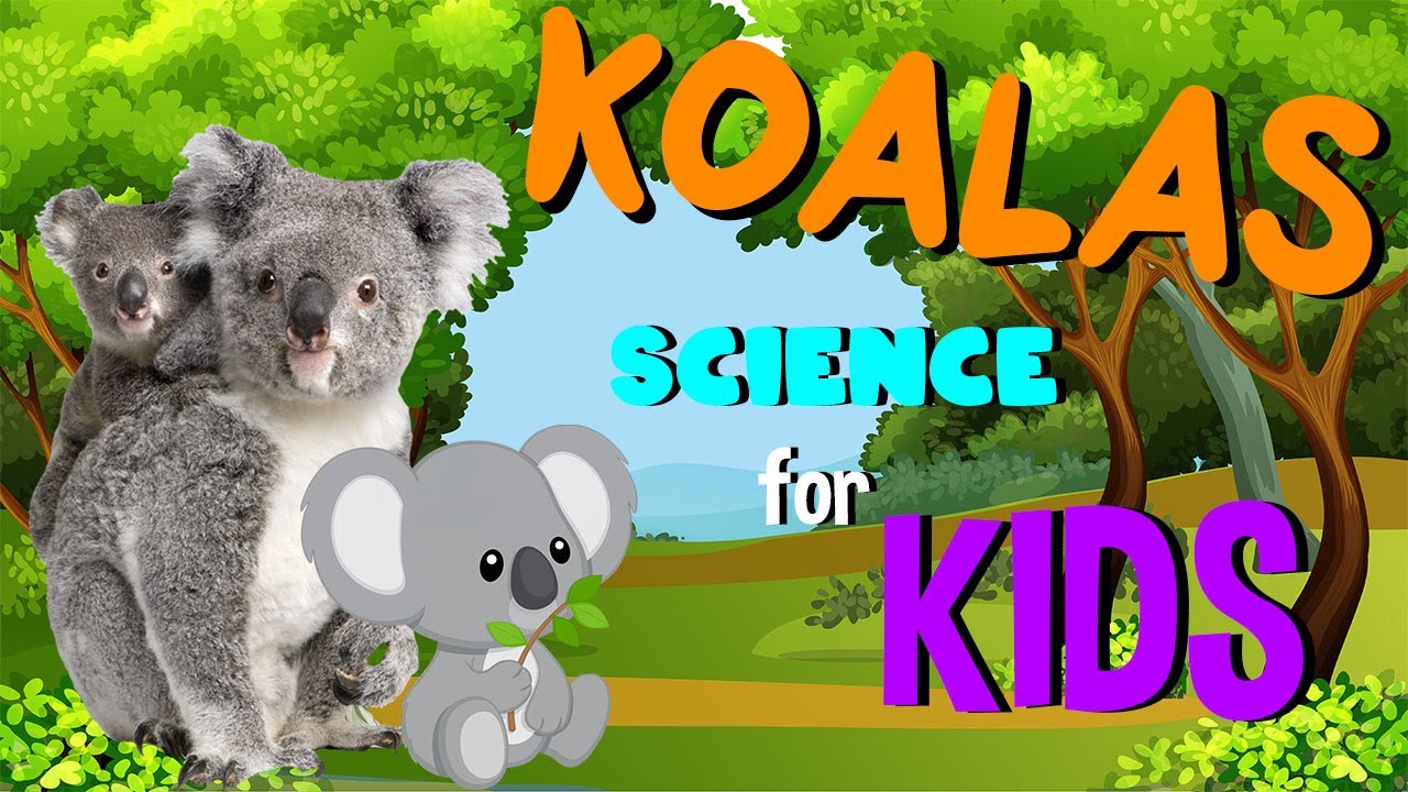 Koalas | Science for Kids