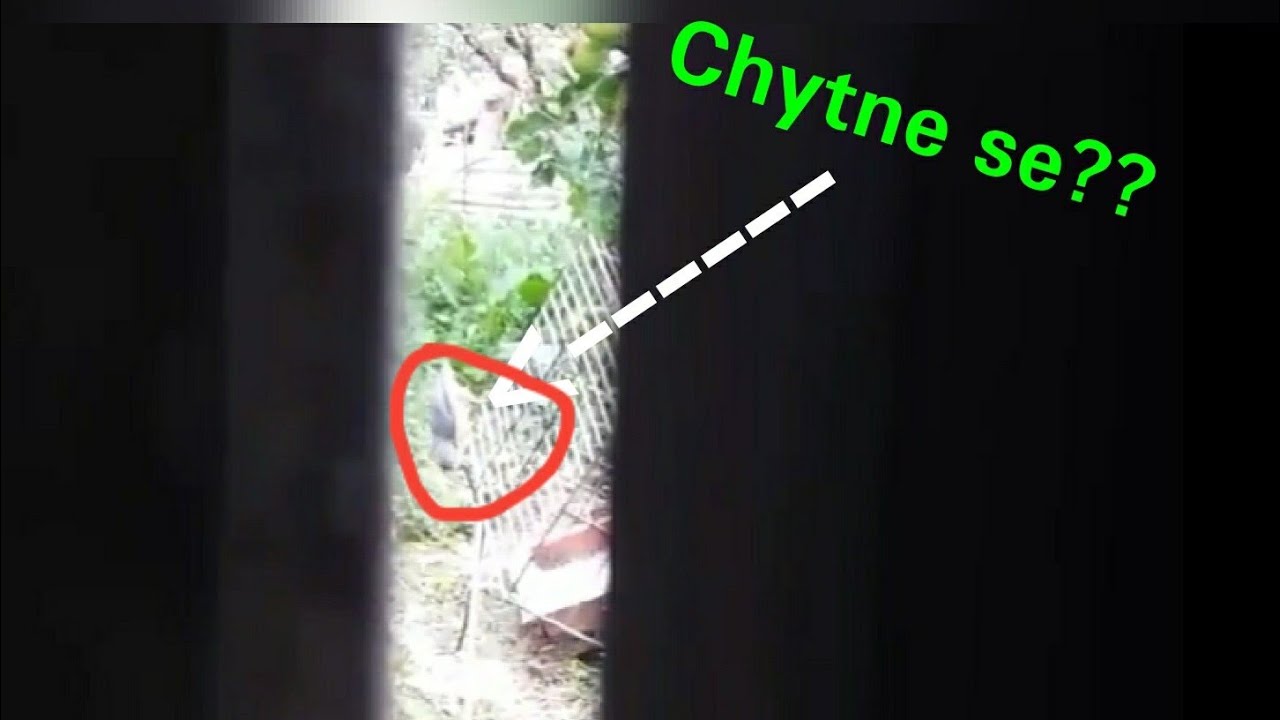 Jak chytit pt&aacute;ka do klece 🐦