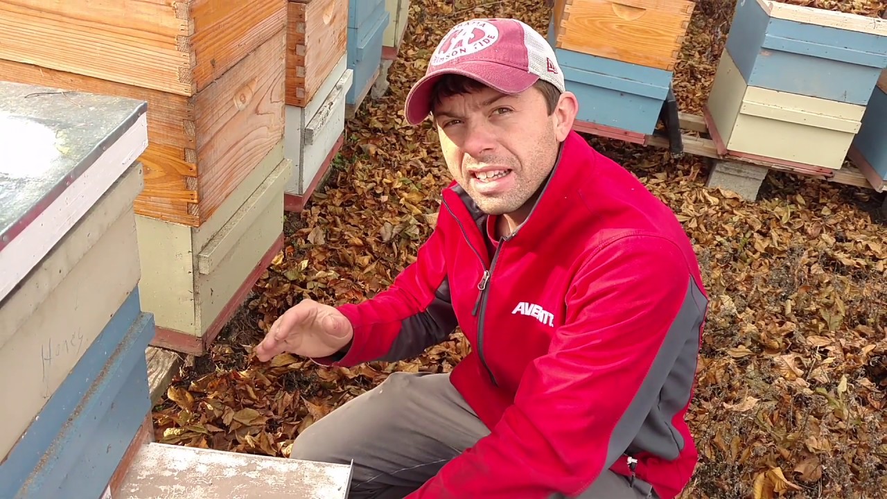 🔵First-year results with the Aussie Beetle buster!