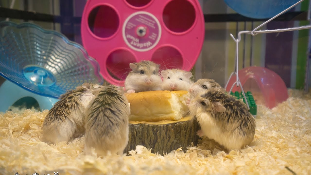 3秒唤醒吱星人 (Roborovski Hamster)