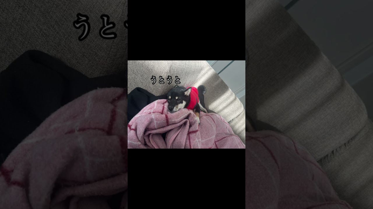 黒柴パピー期大体騒がしい