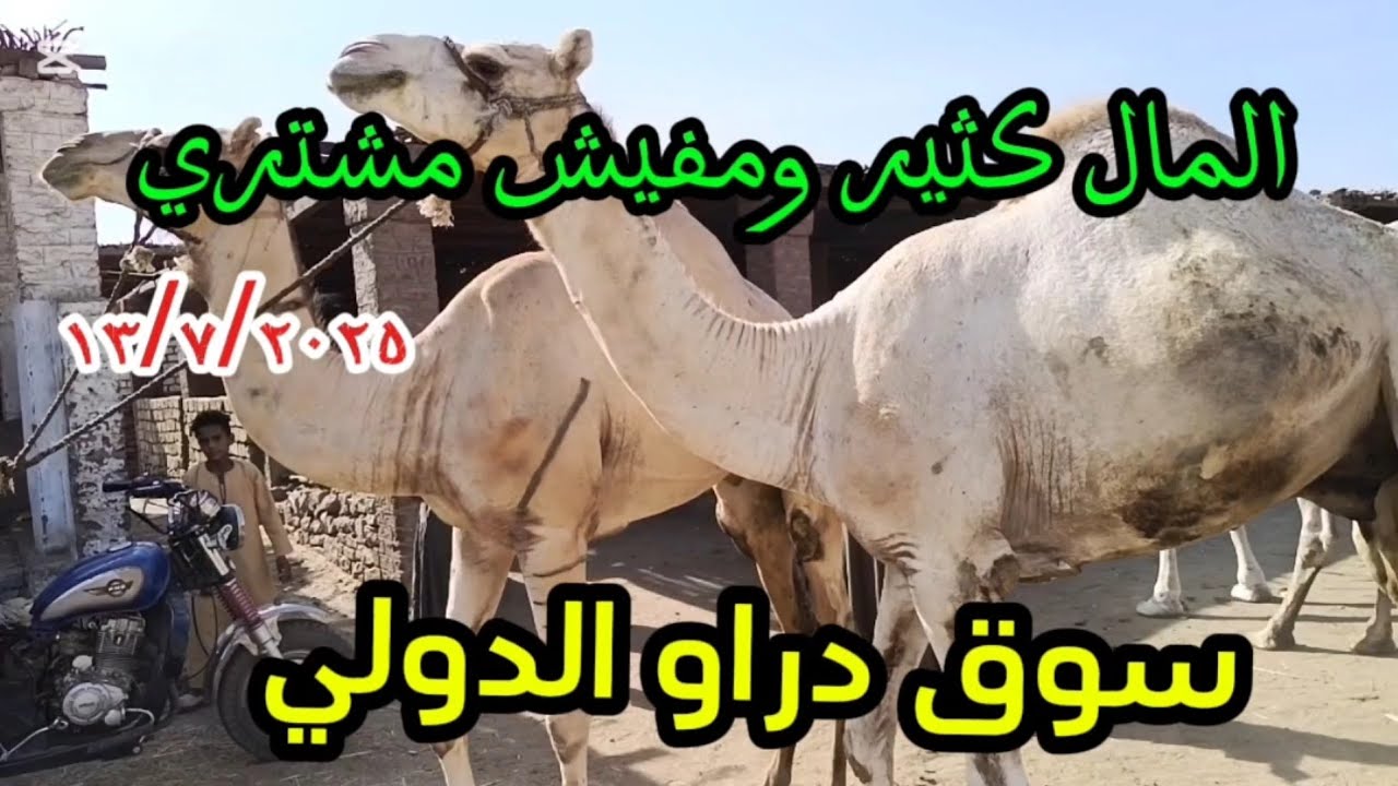 اتفرجوا على سوق جمال اللحم بمحافظة اسوان مركز دراو ١٣ يوليو ٢٠٢٥