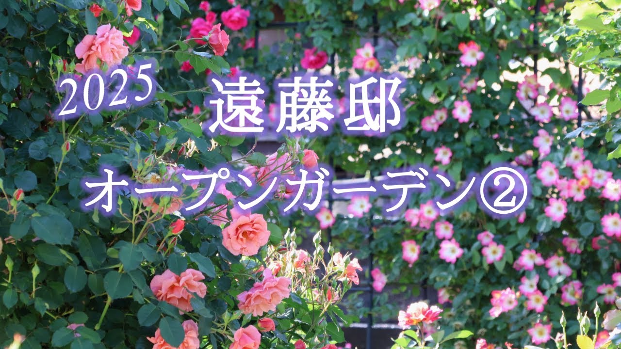 【遠藤邸オープンガーデン2025】②見頃を迎えたバラ＆品種紹介/Rose Open Garden2025 Endo ResidenceⅡ/4K