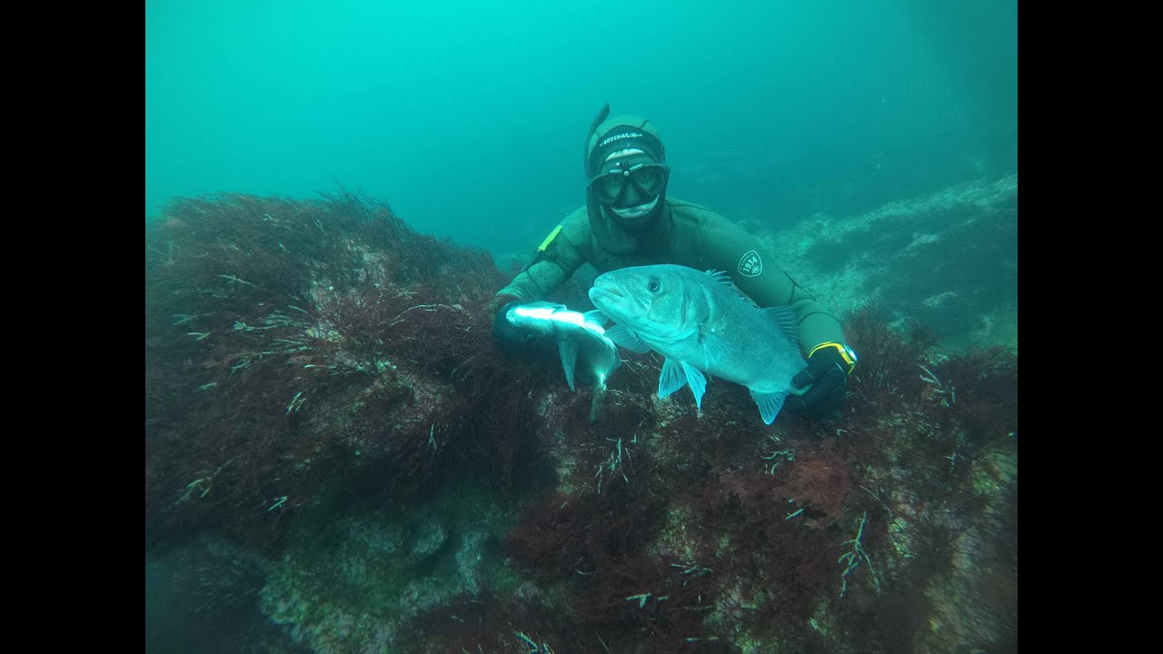|ESPECIES DEL CANTABRICO| PESCA SUBMARINA, CANTABRIA