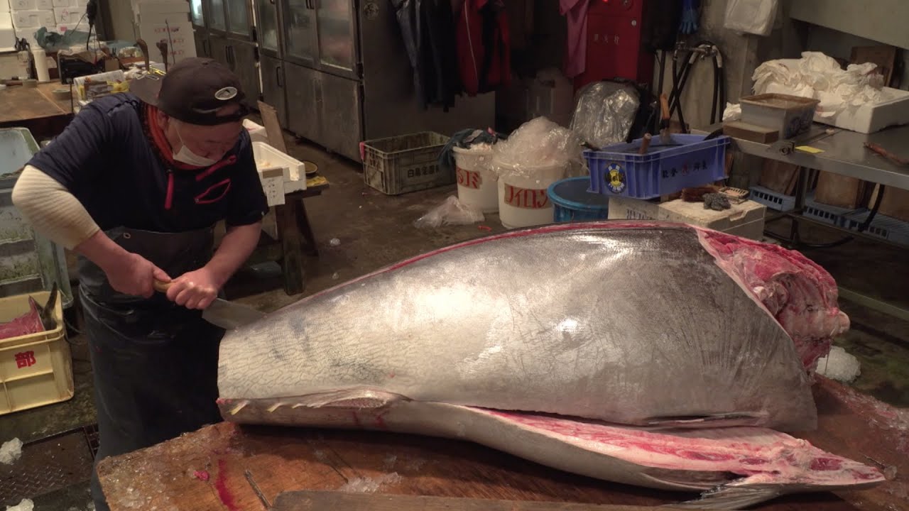 超巨大！およそ270kg【マグロ】解体！！
