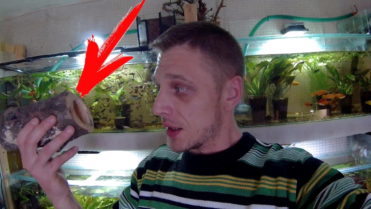 КРУТОЕ ДУПЛО ДЛЯ НЕРЕСТА АНЦИСТРУСОВ СВОИМИ РУКАМИ!!!