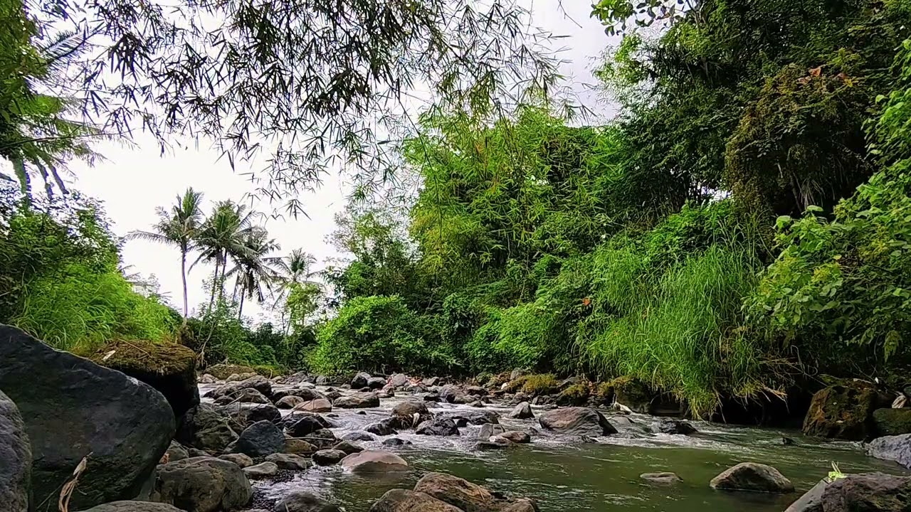 Nature Sounds: Birds and River Flow for Sleep and Focus