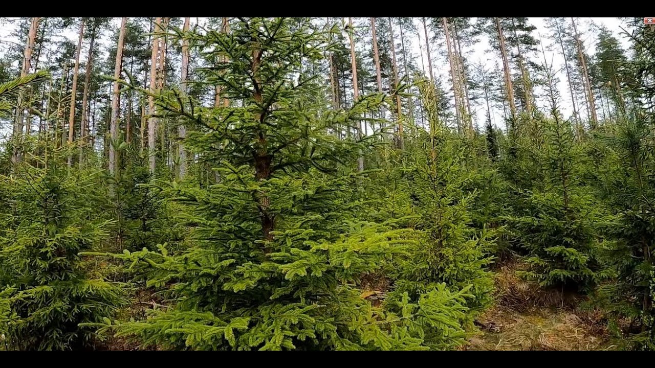 Taimikon perustaminen on joskus työn ja tuskan takana
