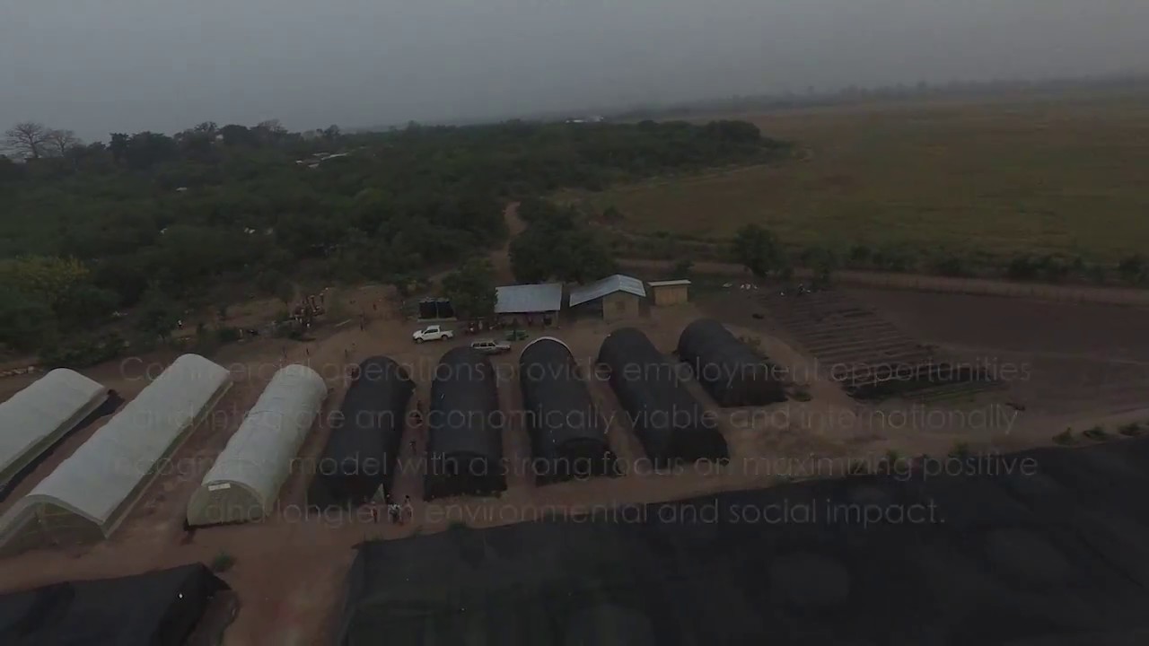 Bamboo Charcoal - EcoPlanet Bamboo's Solution to Africa's Deforestation Crisis