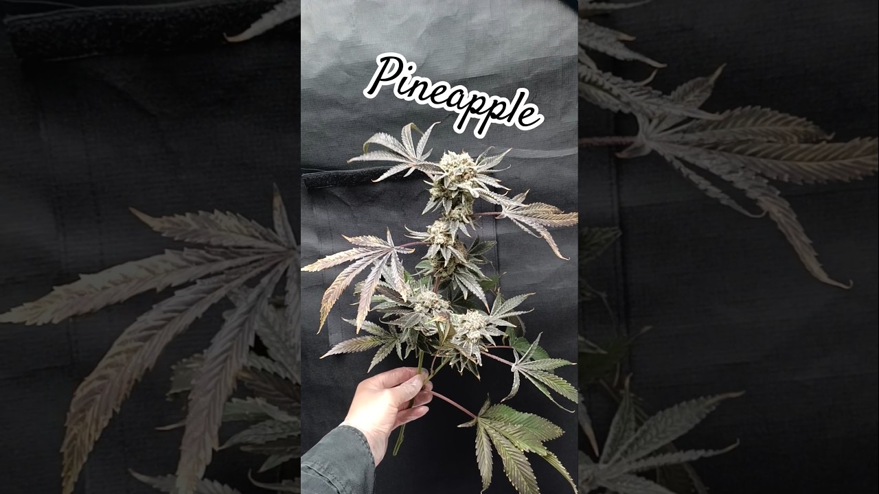 Frosty & Hard AF | Pineapple Kush