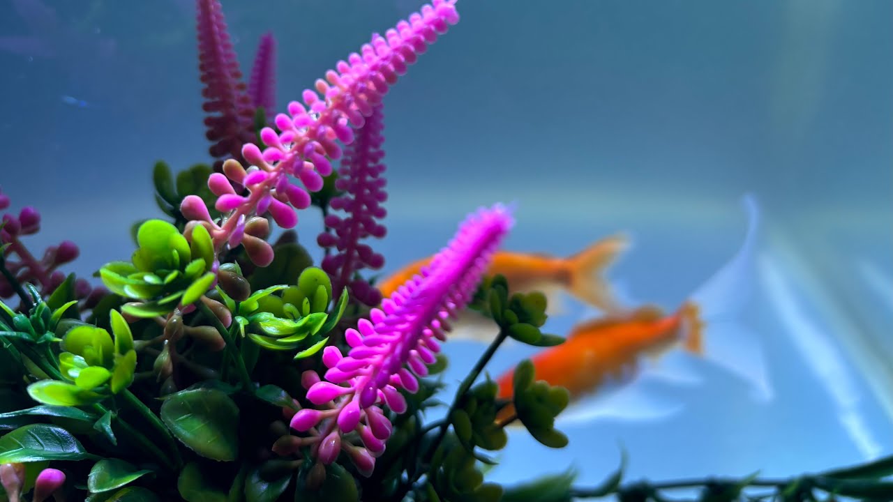 ASMR Whispering Waves is live! Aquarium view