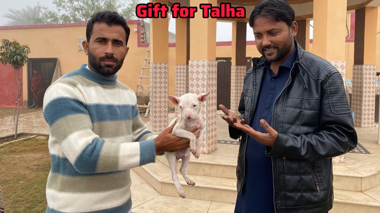 Gabar Talha Ghouri ko Gift kar rahy 🎁 Talha Ghouri ko Gultair Puppy Dy Dyna 🐶 Pets Lover in Punjab 