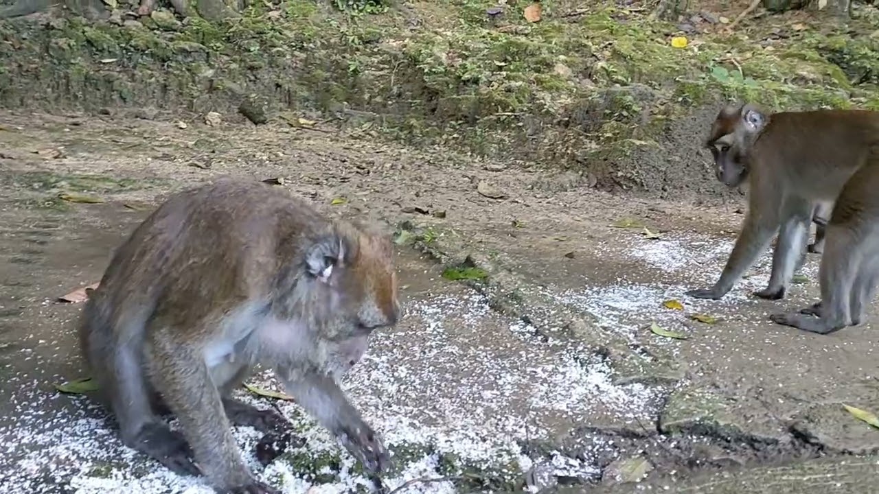 Long tailed Macaque located in Rajah Sikatuna Protected Landscape #bohol  #wilderness #cutecreatures