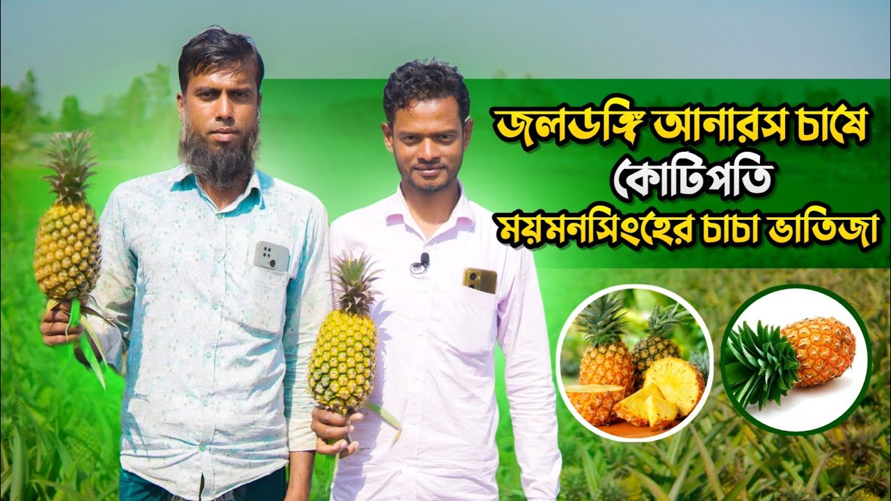 জলডঙ্গি আনারস চাষে চাচা ভাতিজার সাফল্য | আনারস চাষ পদ্ধতি | মধুপুরের আনারস বাগান | আনারস বাগান