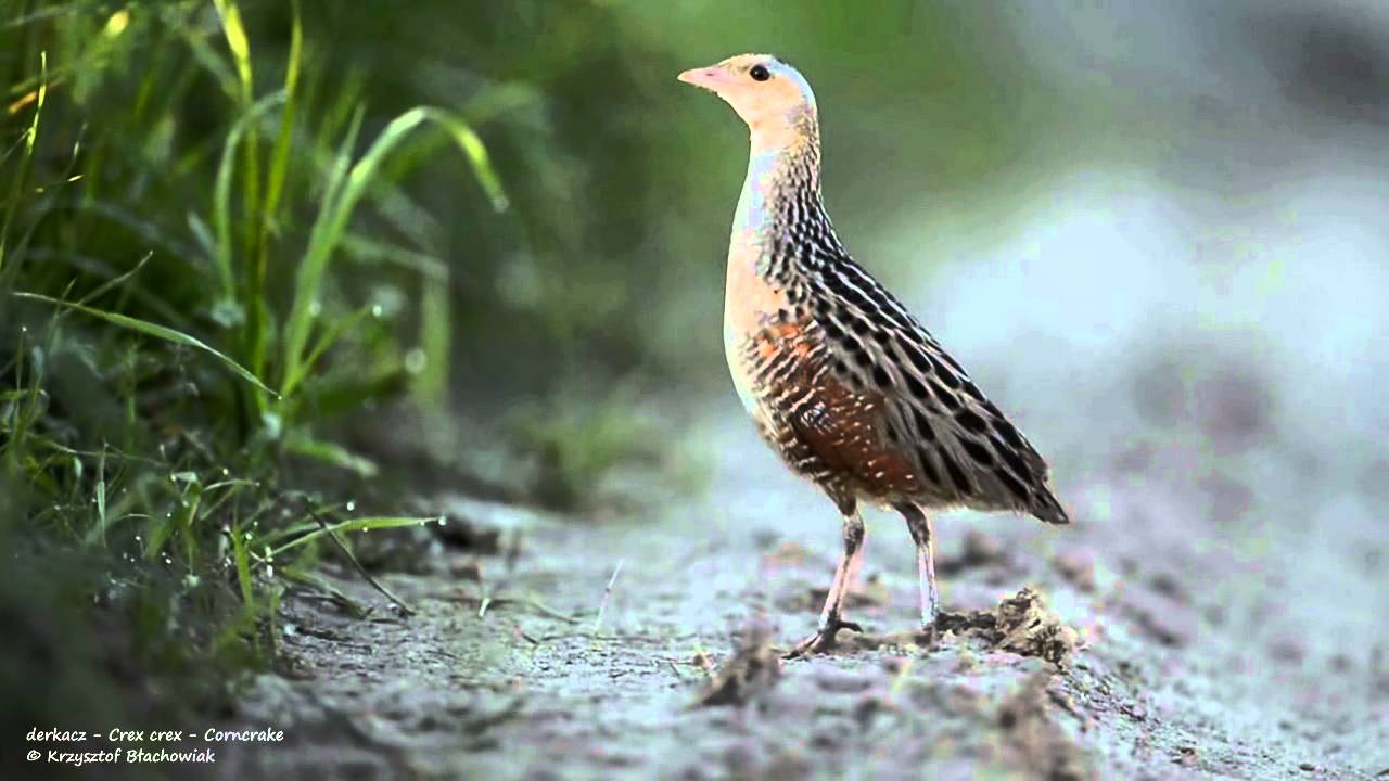 derkacz - Crex crex - Corncrake