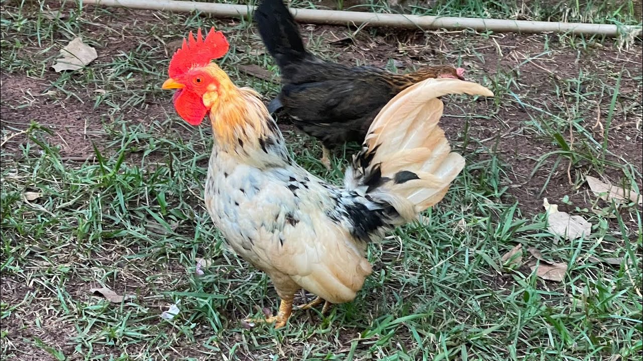 Vlog| Zézinho foi detido| Organizando e cortando grama 