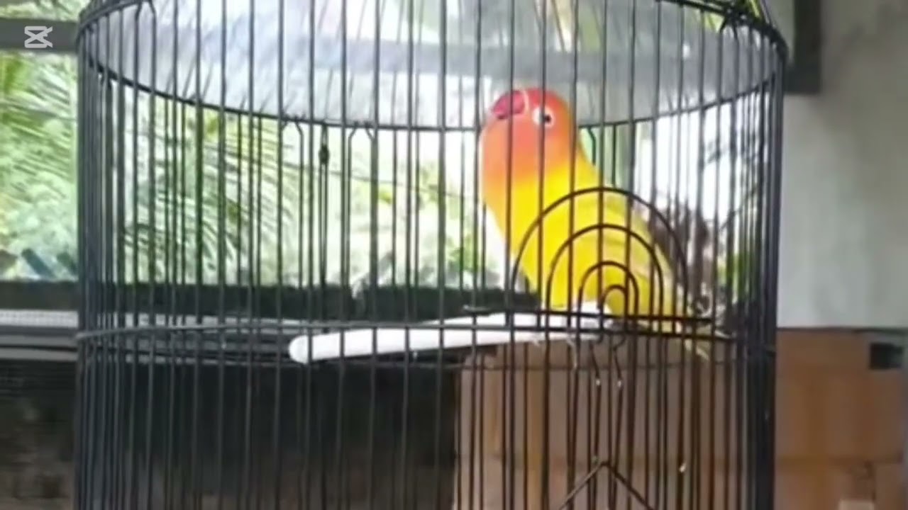 Lovebird ngekek panjang dengan variasi isian terbaik dan tembakan mewah 20 November 2025
