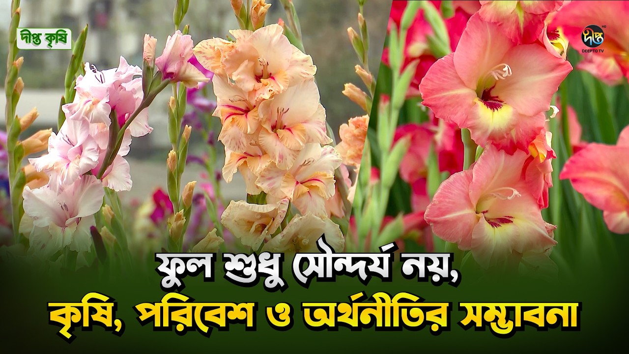 Deepto Krishi lফুল শুধু সৌন্দর্যের প্রতীক নয় lকৃষি, পরিবেশ ও অর্থনীতিতে ফুলের বিশাল সম্ভাবনা EP 1806