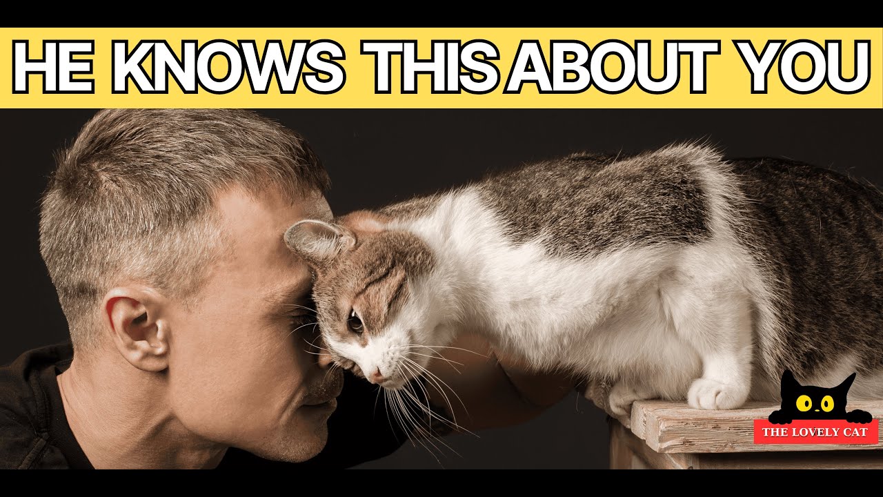 13 Shocking Things Your Cat Knows About You