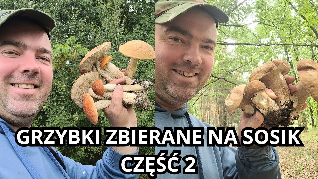 Aż dziewięć gatunków jadalnych grzybków 26.07.24