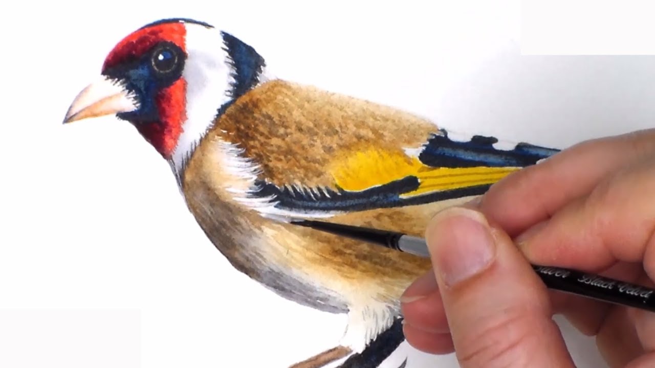 Watercolor Bird Painting Tutorial - Real-Time Goldfinch Lesson