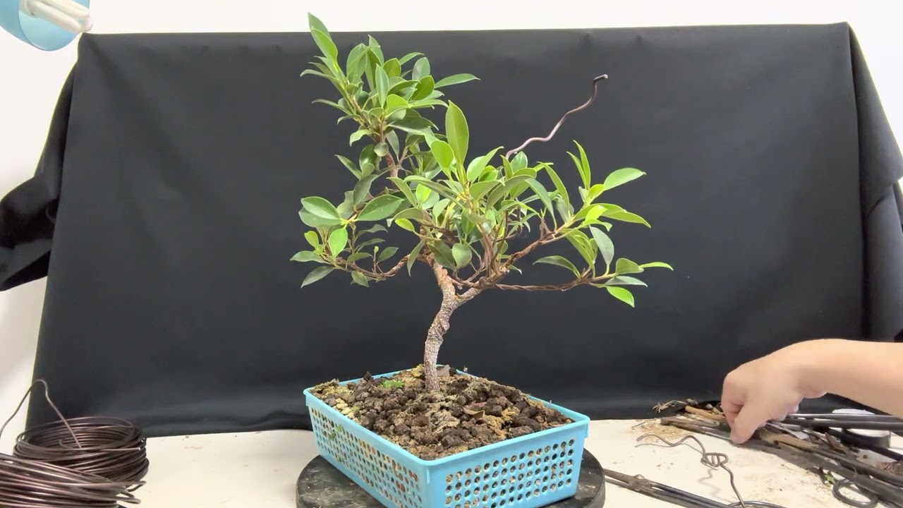 Ficus brotando en invierno y alambre clavado