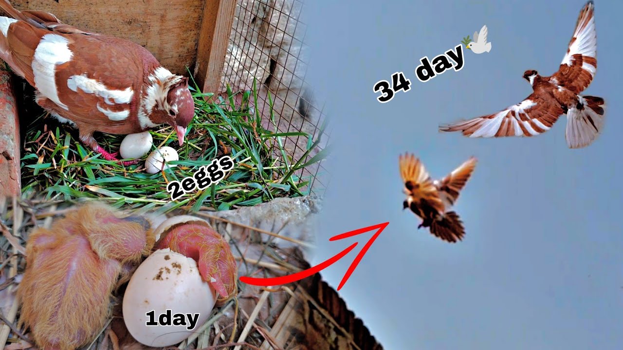 Chimbe pigeons children's growth video from 1 day to 34 days || All pigeon birds🐦