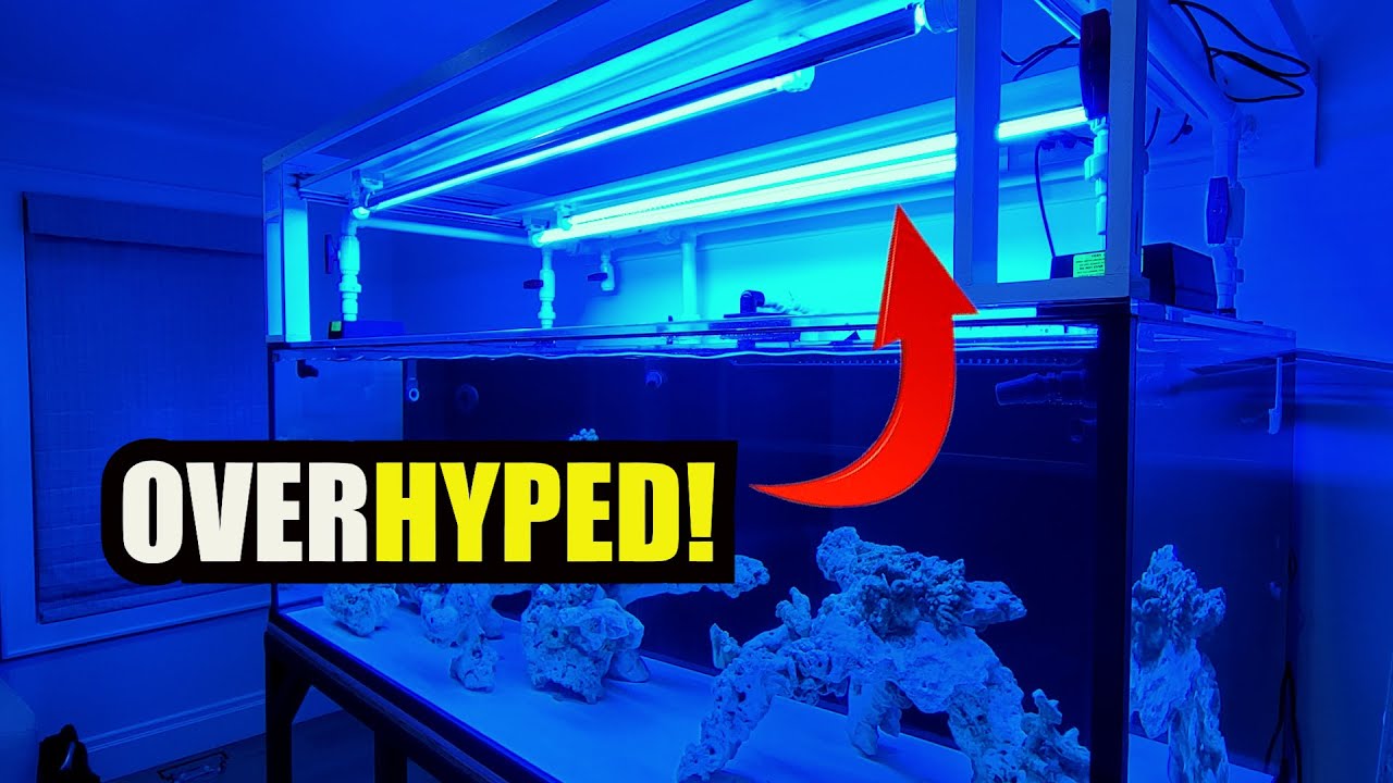 The Truth About Reef Tank Lighting: My Honest Experience