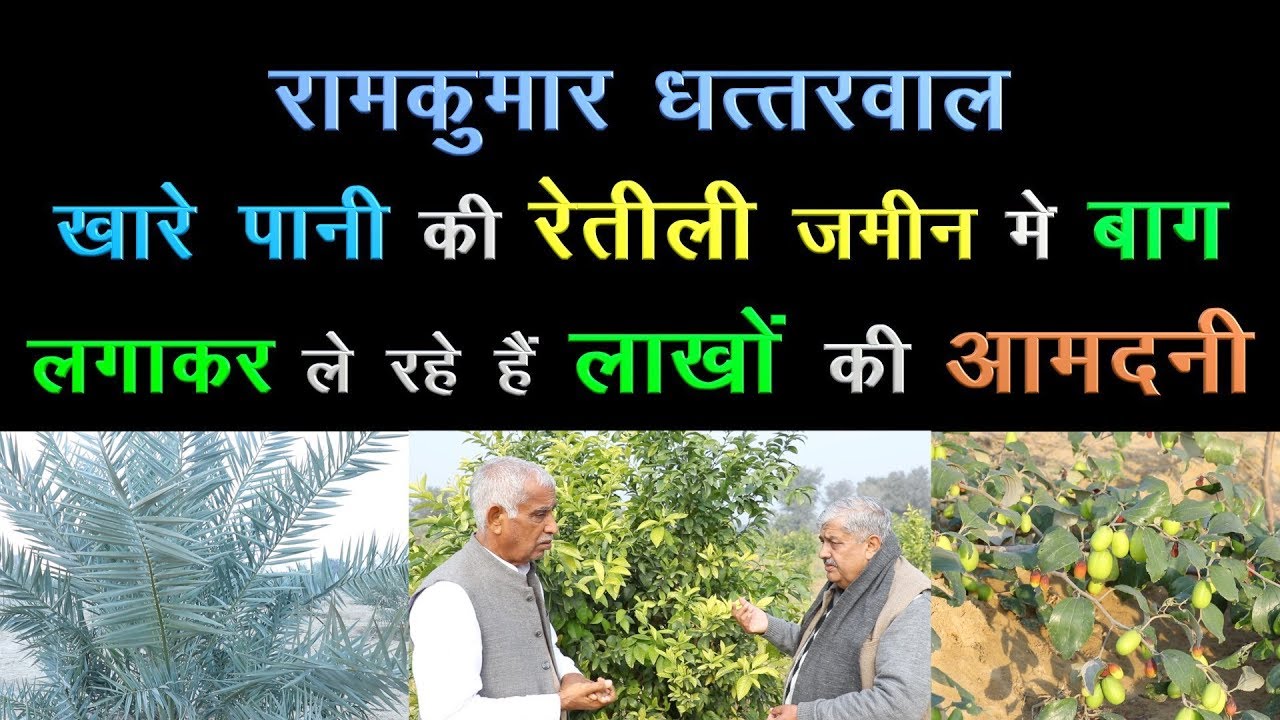 खारे पानी की रेतीली जमीन में बाग लगाकर ले रहें है लाखों की आमदनी || Technical Farming ||