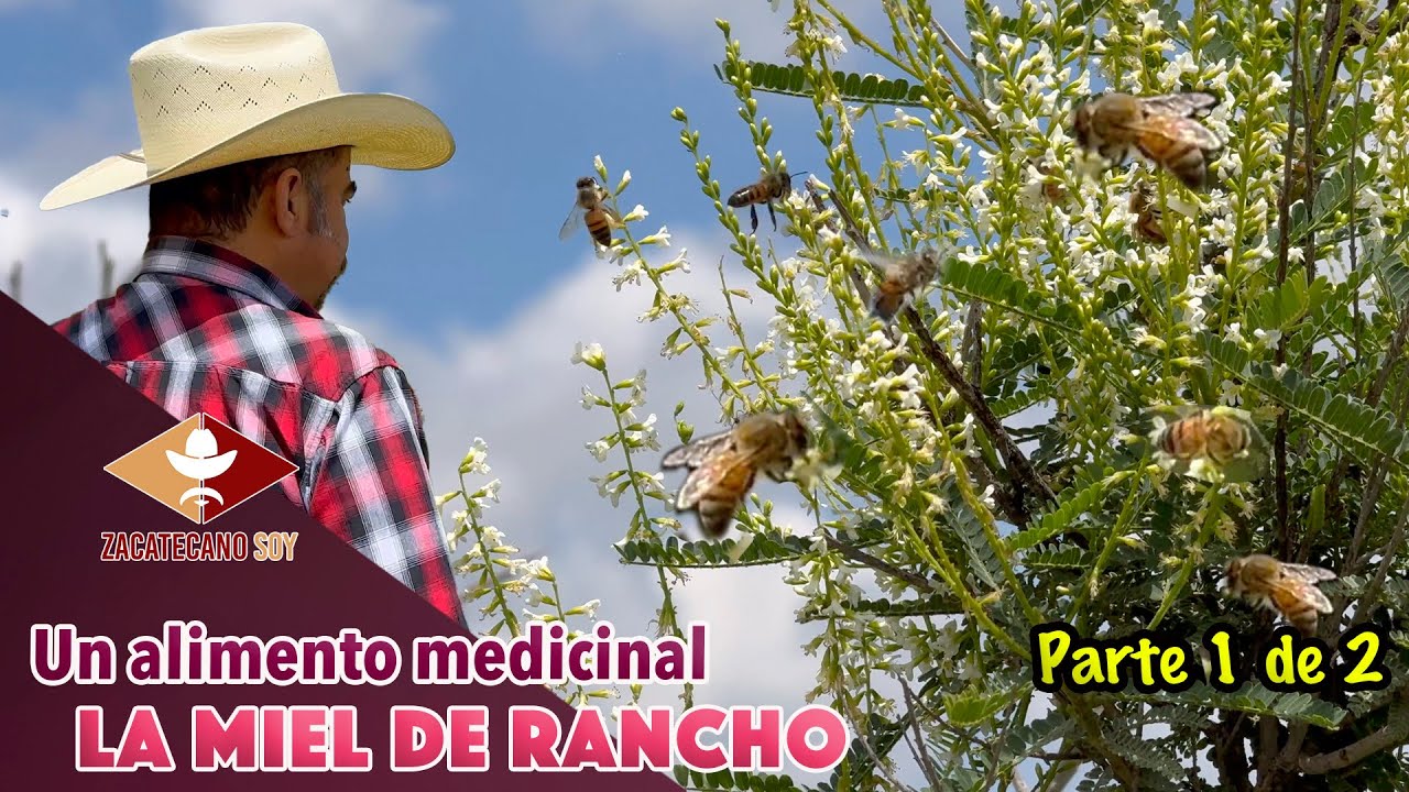 LA MIEL ZACATECANA de las mejores en el mundo