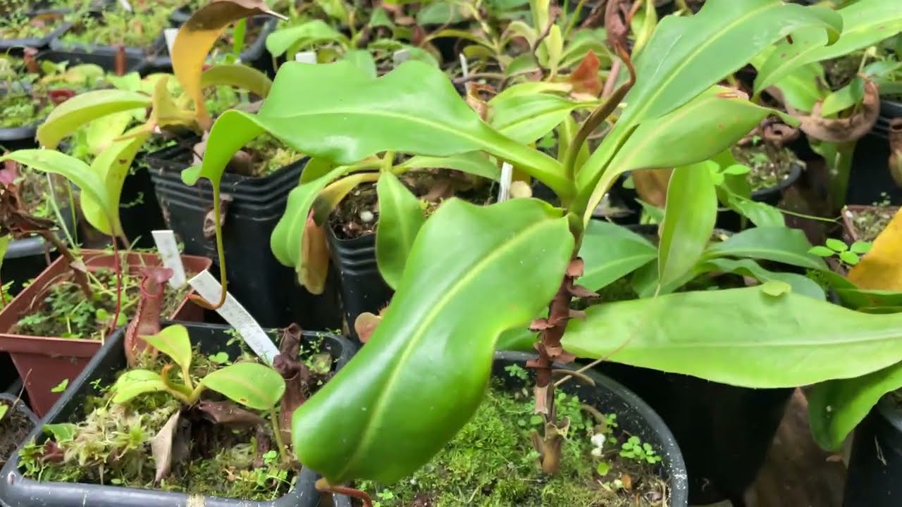 NEPENTHES QUE NÃO PRODUZ JARRO?