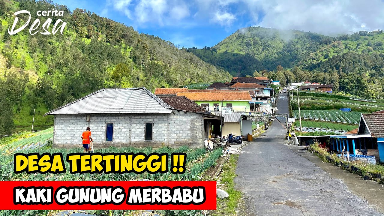 DESA TERTINGGI DI LERENG GUNUNG MERBABU - Cerita Desa Selo, Novi Petani Hepi - Cerita Desa Indonesia