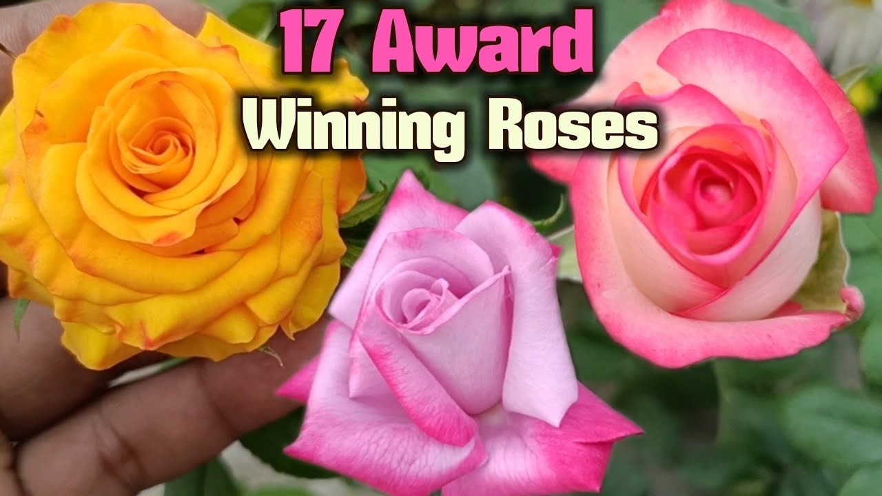 17 Award winning Roses, इन सभी गुलाब को में क्यूं लगाया हूं किया हैं उनके खूबी और नाम
