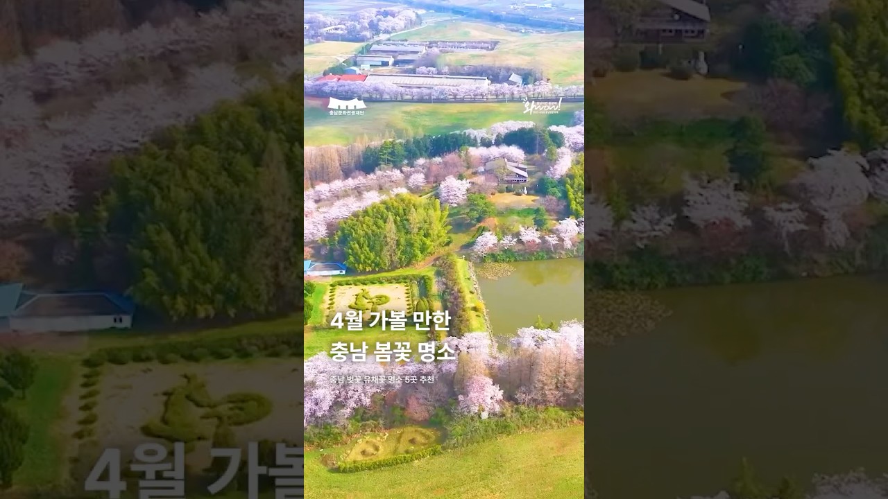 🌸 충남 벚꽃 유채꽃 명소 5곳 추천
